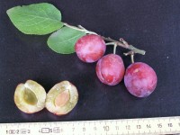 /album/les-pruniers/mirabelle-violette-01-jpg/